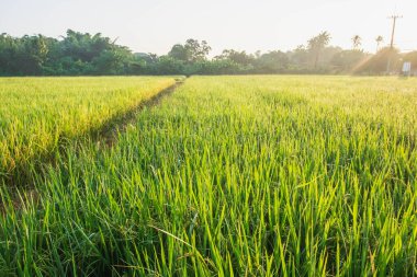 Pirinç tarlalarında pirinç bitkileri