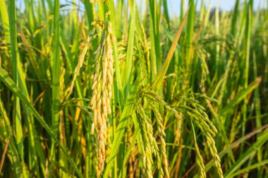 Pirinç bitkilerini kapatın olgunlaşan bitkiler hasat için bekliyor.