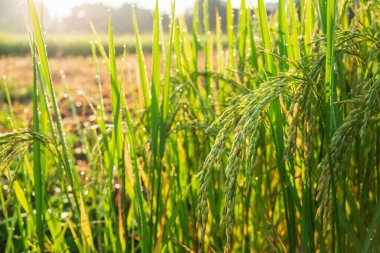 Pirinç bitkilerini kapatın olgunlaşan bitkiler hasat için bekliyor.