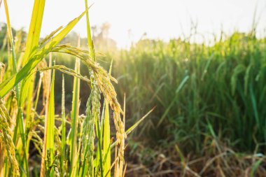 Pirinç bitkilerini kapatın olgunlaşan bitkiler hasat için bekliyor.