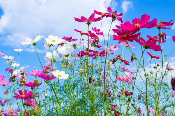 Kozmos Çiçeği Arkaplan Mavi Gökyüzü — Stok fotoğraf