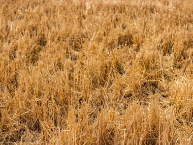 Uzun kurak mevsim nedeniyle kuru pirinç tarlası.