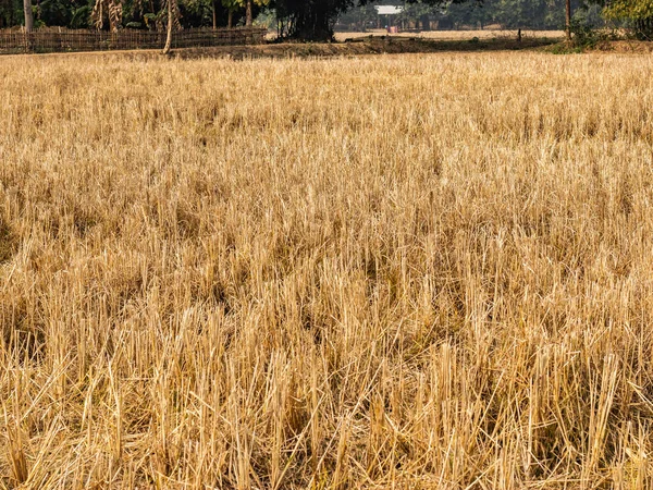 Dry Rice Plant Field Due Long Dry Season — Stock Photo, Image