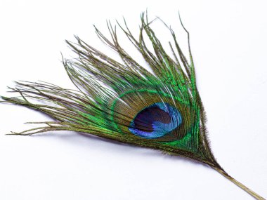 Tavuskuşu tüyü beyaz arkaplan ile izole resimler.