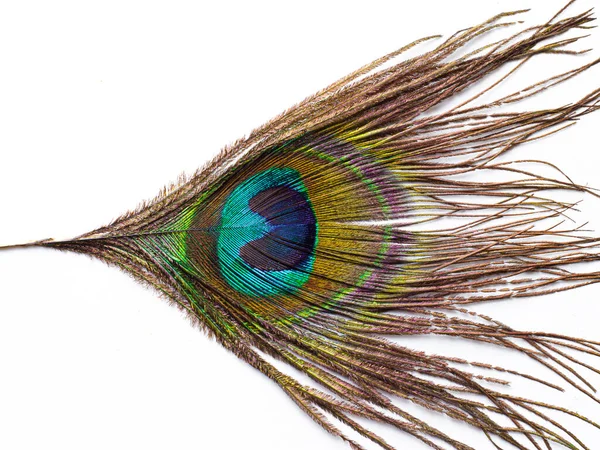 Peacock Peří Izolované Obrazy Bílým Pozadím — Stock fotografie