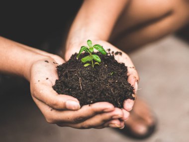 Dünya Çevre Günü konsepti: Topraklı tohum ağacı tutan bir kadın, stok fotoğrafları.