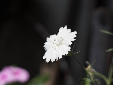 Kök desenli beyaz çiçek.