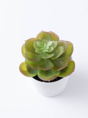 tablo bitkisi izole stok resimleri.