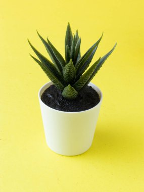 tablo bitkisi izole stok resimleri.