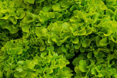 Piles of leaf lettuce for sale in Zagreb, Croatia town market