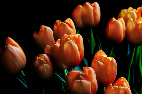 Bouquet Belles Fleurs Tulipes Orange Éclairé Latéralement Sur Fond Sombre — Photo