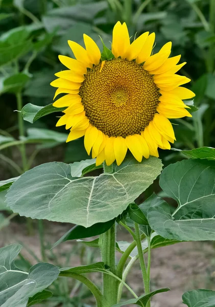 yellow flowers, agricultural products. photos of sunflowers.