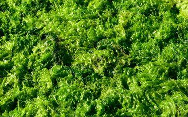 Su bitkilerinin, deniz salatasının fotoğrafları.