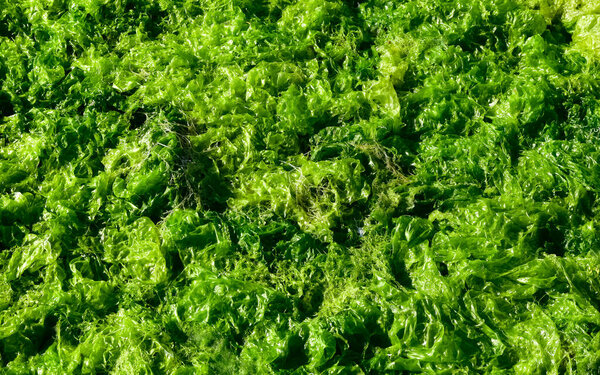 photos of aquatic plants, sea lettuce