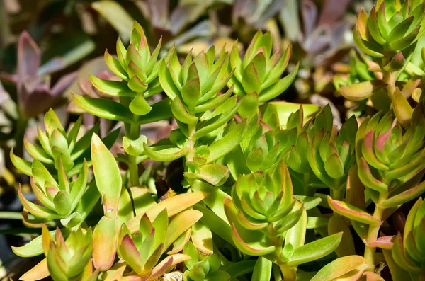 dikenli ss bitkileri ve eitli kakts fotoraflar