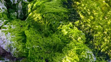 Su bitkilerinin, deniz salatasının fotoğrafları.