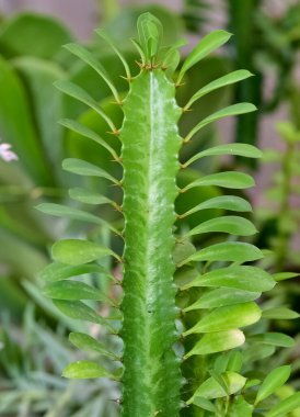 Süslü bitkiler. çeşitli sulu fotoğraflar.