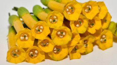 Vahşi tütün ağacının çiçekleri