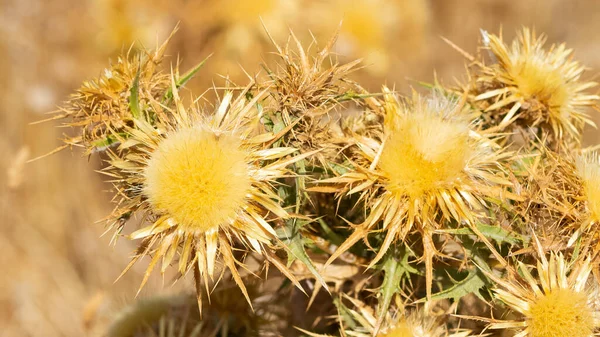 Naturdornen Und Wunderschöne Dornenfotos — Stockfoto