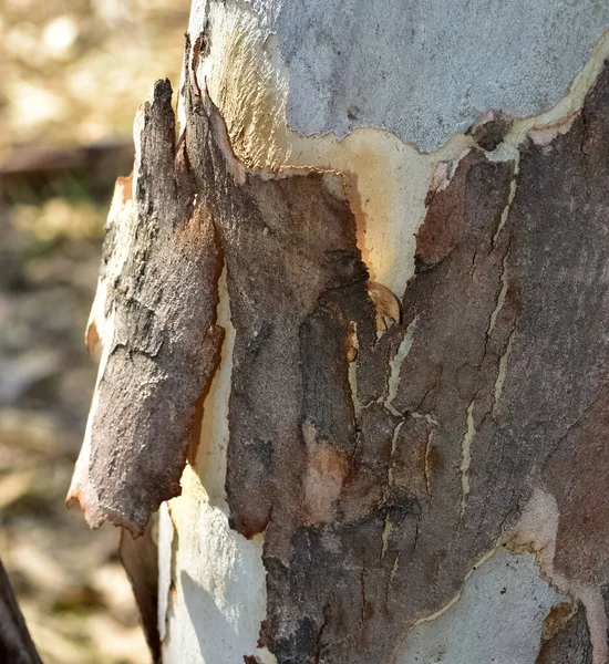 Kůra Stromu Která Začíná Oddělovat Kmene — Stock fotografie