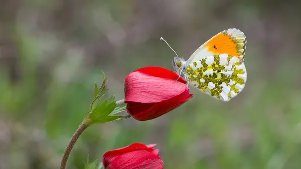 Photos Papillons Dans Nature — Photo