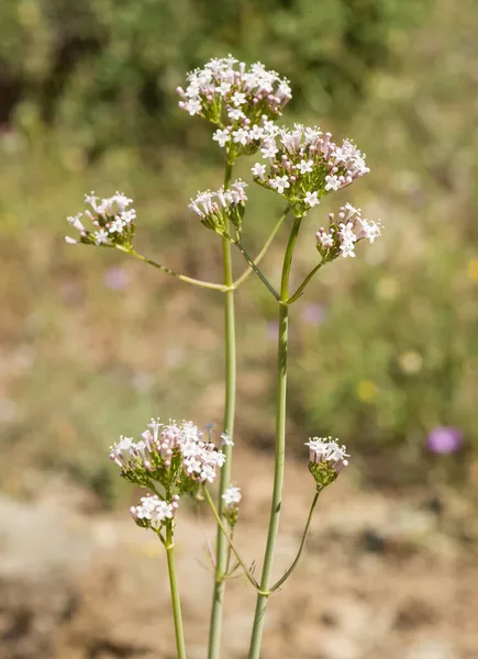 Wildpflanzen Fotos Von Heilblumen — Stockfoto