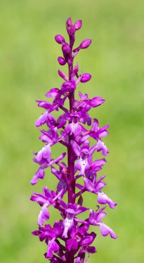 Vahşi çiçekler, vahşi orkideler doğa fotoğraflarında.