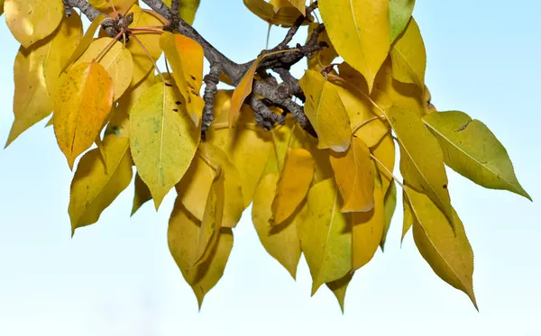 Hojas Árboles Amarillentos Temporada Otoño — Foto de Stock