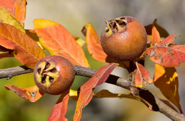 Nažloutlé Listy Stromů Ovoce Podzimní Sezóně — Stock fotografie