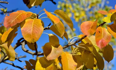 Sonbahar mevsiminde sararmış ağaç yaprakları