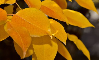 Sonbahar mevsiminde sararmış ağaç yaprakları