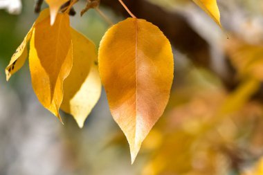 Sonbahar mevsiminde sararmış ağaç yaprakları