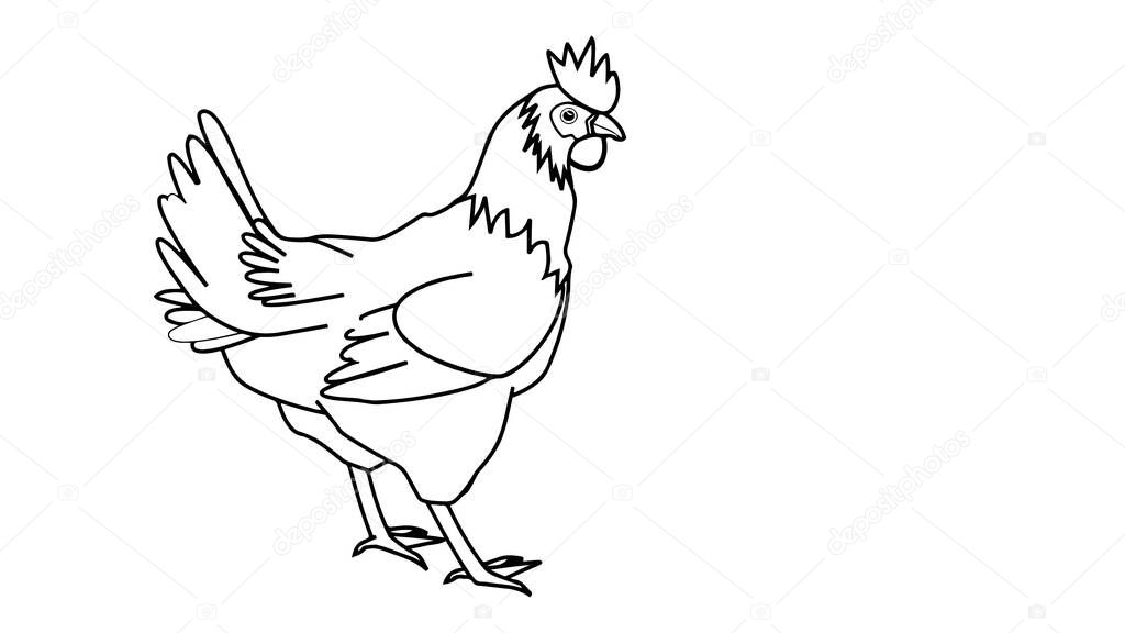 Images of bird drawings. illustrations.