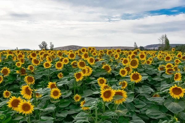 Żółte Kwiaty Produkty Rolne Zdjęcia Słoneczników — Zdjęcie stockowe