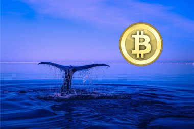 Elimizde balina ve bitcoin logosu görüntüleri var. 3d illüstrasyon