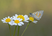 pillangók fotói a vadvilágból és a természetből