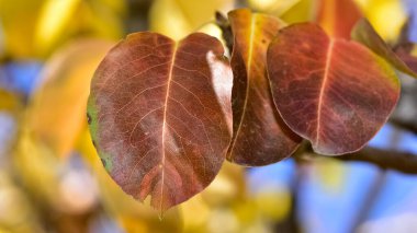 Sonbahar mevsiminde sararmış ağaç yaprakları