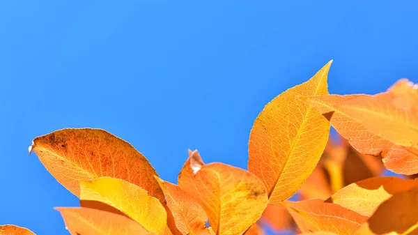 秋天黄黄的树叶 — 图库照片