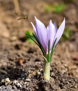 Yabani çiçekler. çeşitli Crocus fotoğrafları.