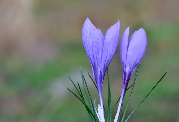 Vilda Blommor Olika Crocus Bilder — Stockfoto