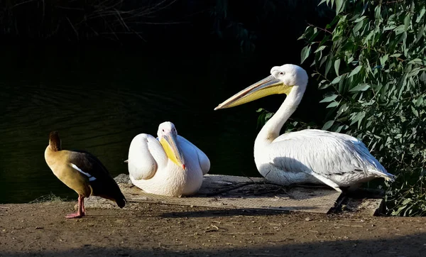 Photos Wildlife White Pelicans — Stockfoto