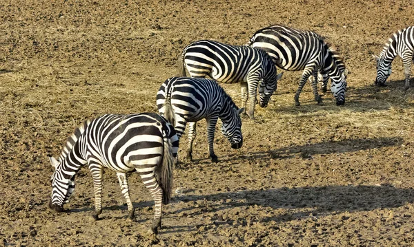 Photos Wild Animals Zebras — Stock Photo, Image