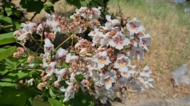 video of white flowering tree branches swaying in the wind