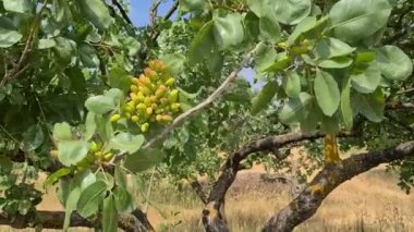 video of pistachio fruits on the tree.