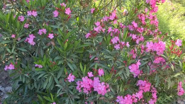 Video Pink Flowered Oleander Tree — 비디오