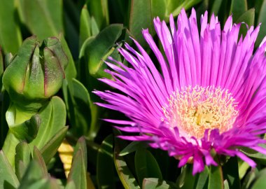 Doğada ve doğal çevrede huzurlu çiçekler