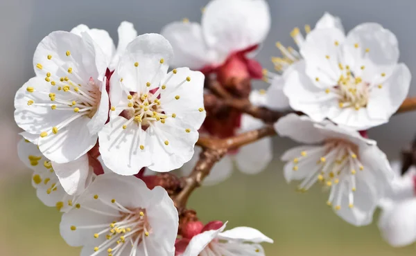 Kwitnące Drzewa Morelowe Kwiaty Moreli — Zdjęcie stockowe