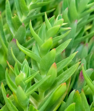 Süslü bitkiler. çeşitli sulu fotoğraflar.