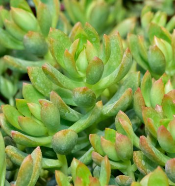 Süslü bitkiler. çeşitli sulu fotoğraflar.