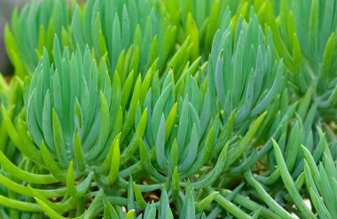 Süslü bitkiler. çeşitli sulu fotoğraflar.